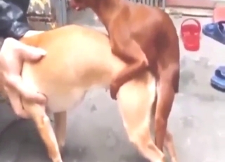 Ngựa nâu giao cấu với thú dữ, biên soạn