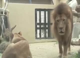 Zoo porn movie with two lions that get SPICY