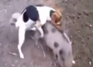 Interspecies zoo XXX with a pig taking cock