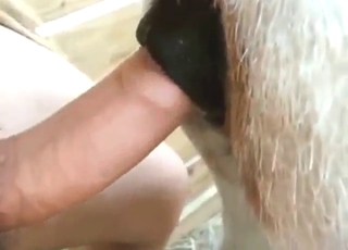 Good-looking guy fucking a donkey's hole