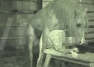 Podniecone zwierzę będzie uprawiać seks z kolesiem