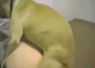 محبت