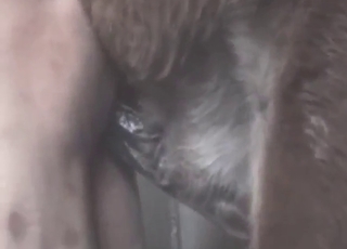 Zoophile porn looks great, animal needs a hole