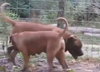 Zoophile porn clip with dog-on-dog fuckery