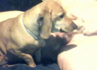 Big Beautiful Man gets his dick sucked by dog