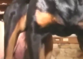 Un tizio dai capelli scuri prende il nodo del cane da dietro