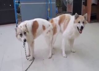 Bestiality porn looks great as dogs fuck around