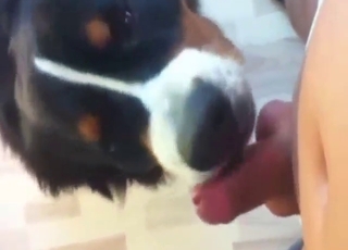 Pussy of a sexy dog will be used for fun as well