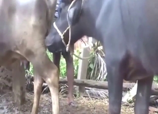 صور إباحية لمُحبي الحيوانات مع جواميس مثيرة