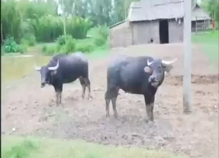 Zoophile