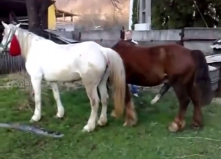 Zoophile voyeur recording horses fucking hard