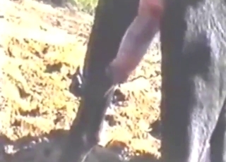 أحدث صور إباحية لحيوانات الحيوانات من الدنمارك، قذف عميق