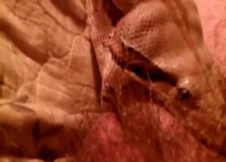 Zoo porn with snakes just feels so fucking taboo
