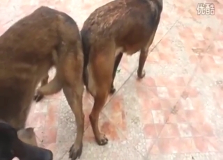 Slim dogs fucking each other with real lust