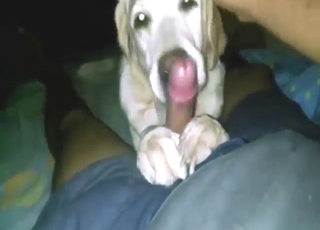 Pes je na DRUGI RAVNI s sesanjem kurca