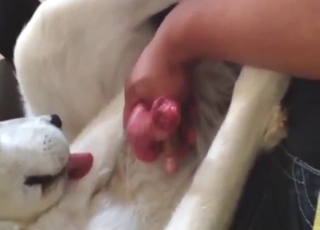 Pleasurable sex scene with a nice dog handjob