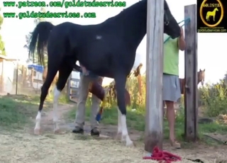 That stallion's dangling dick is a masterpiece