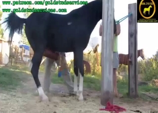 That stallion's dangling dick is a masterpiece