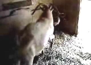 Farm animals recorded by a hidden cam in zoo porn