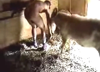 Farm animals recorded by a hidden cam in zoo porn