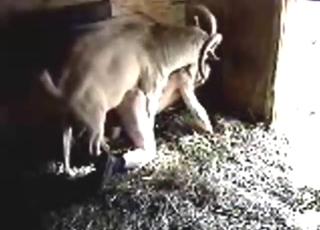 動物園ポルノで隠しカメラに記録された農場の動物たち