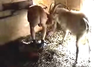 Farm animals recorded by a hidden cam in zoo porn