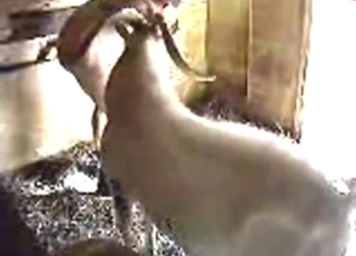 Zoo