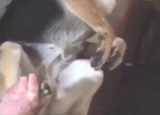 جلسة متعة مع كلب يمارس الجنس