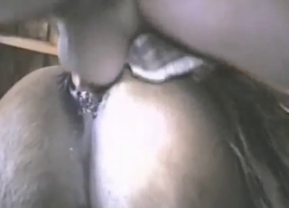 Zoo XXX with doggystyle sex, balls slapping