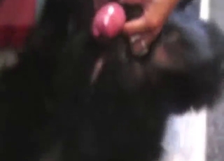 Hispánská kočka ukazuje, co umí s penisem