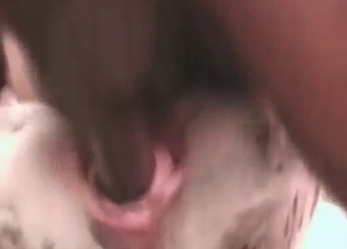 Mutt
