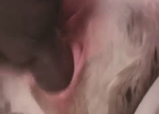 Dog fuck experience with a slutty white mutt