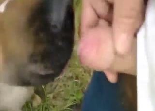 Hot pleasure with a dog that licks nice dick