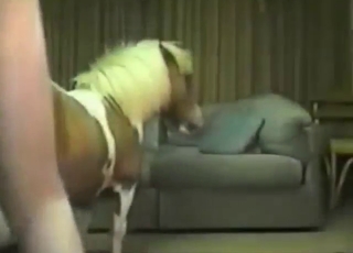 性欲旺盛的恋兽癖者正在操动物的屁眼