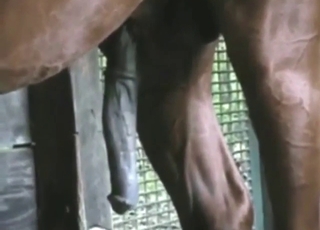 Brown horse shows off its massive, growing boner