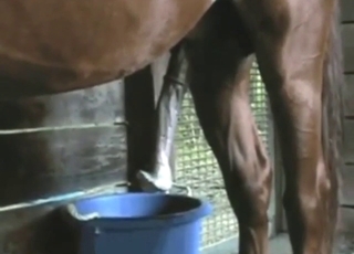 Brown horse shows off its massive, growing boner