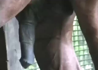 Brown horse shows off its massive, growing boner