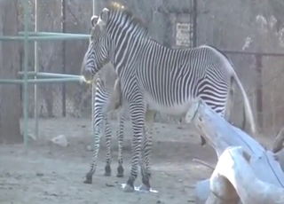 Zebras mating in captivity with louder moans