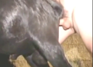 Gay goat hole fucked hard by a horny zoophile