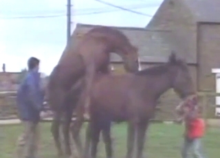 Zoo porn compilation with horses and more