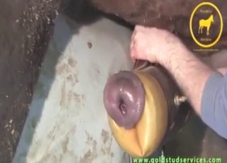 Incredible dick-pleasing session for a horse