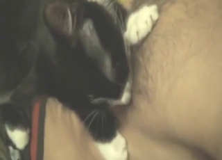 Good-looking cat uses its tongue to get the guy up