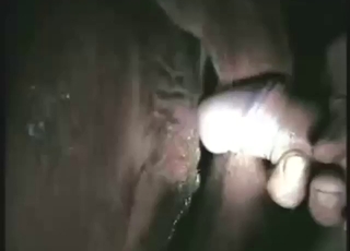Close-up cow sex scene with the animal moaning