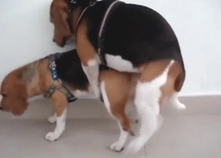 Beagle fuck scene with two horny animals