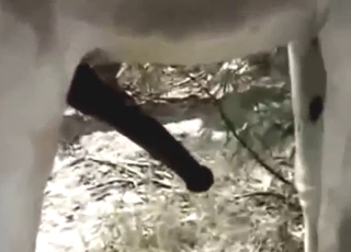 Donkey fuck with that dick dangling big time