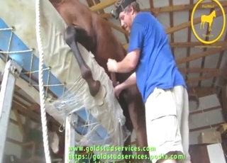 Guy jerks this horse off to make it happier