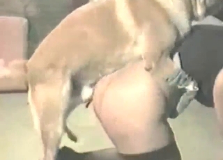 Zoo sex with a blonde lady in black stockings