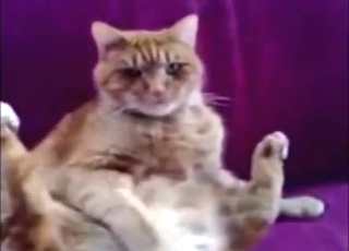 Zoo porn shows a masturbating cat cumming