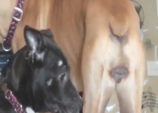 Boxer dog tease with sexy pussy being flaunted