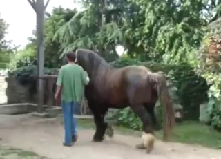 Nice-dicked horse showing off that boner